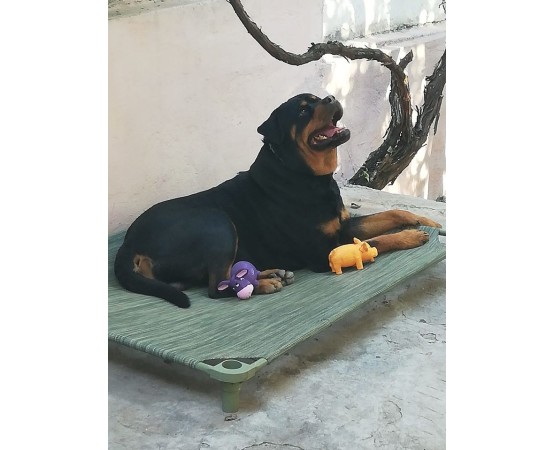 Pat profesional pentru caini DogZone Max 68 kg