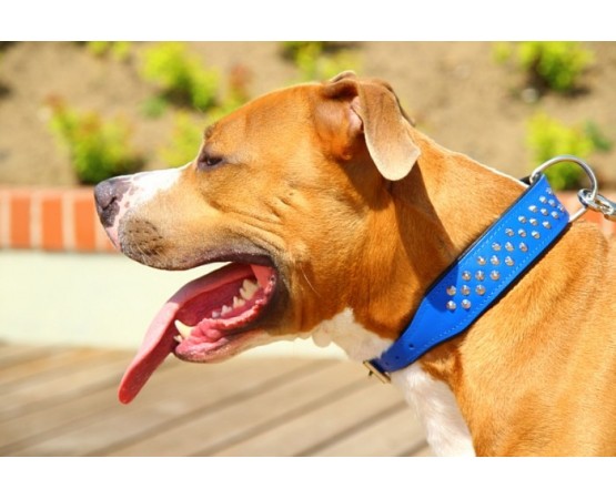 Zgarda piele caini tip Staff  Luxury Staff