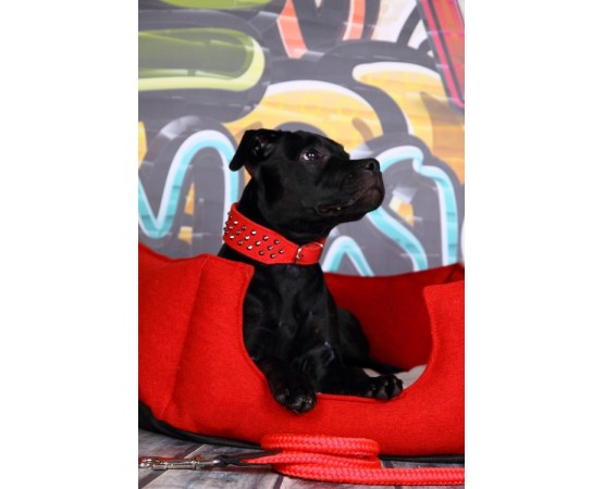 Zgarda lux caini Luxury Staff