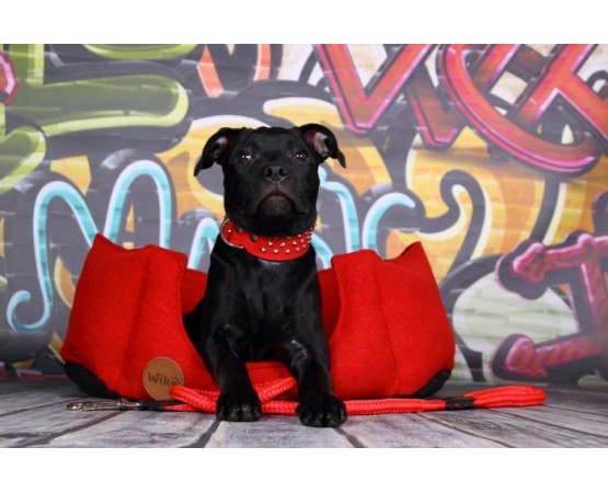 Zgarda lux caini Luxury Staff