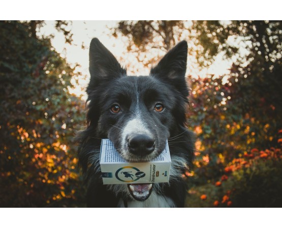 Supliment articulatii caini Junior