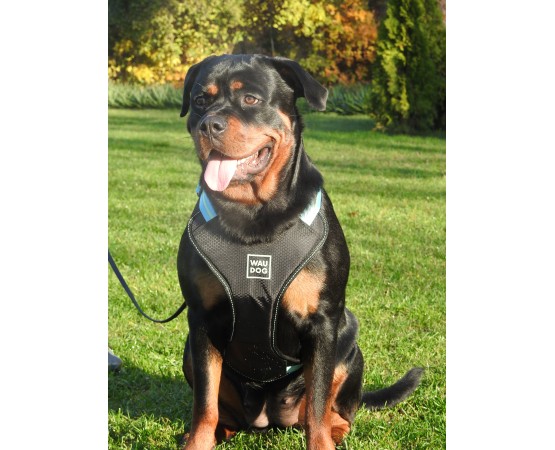 Ham Waw Dog pentru caini