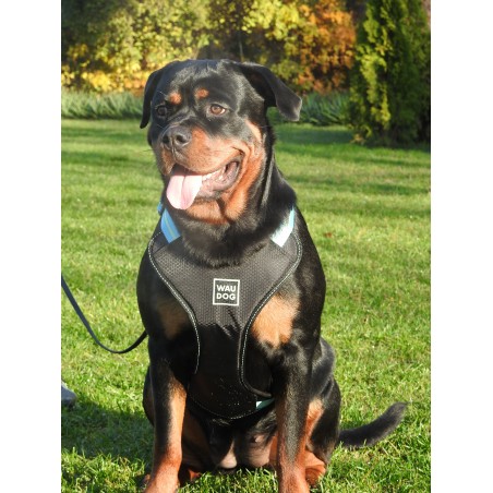 Ham Waw Dog pentru caini