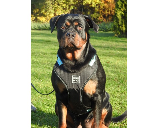 Ham Waw Dog pentru caini