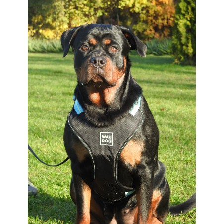 Ham Waw Dog pentru caini