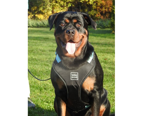 Ham Waw Dog pentru caini