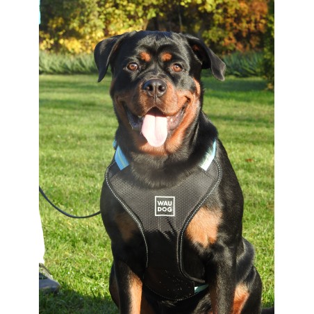 Ham Waw Dog pentru caini