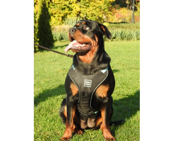 Ham Waw Dog pentru caini