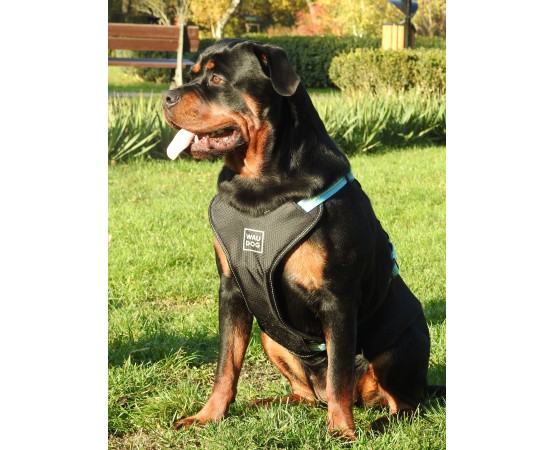 Ham Waw Dog pentru caini