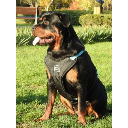 Ham Waw Dog pentru caini