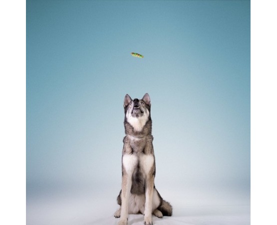 Recompense pentru caini Wonder Snaxx Mini Braid alune si mere