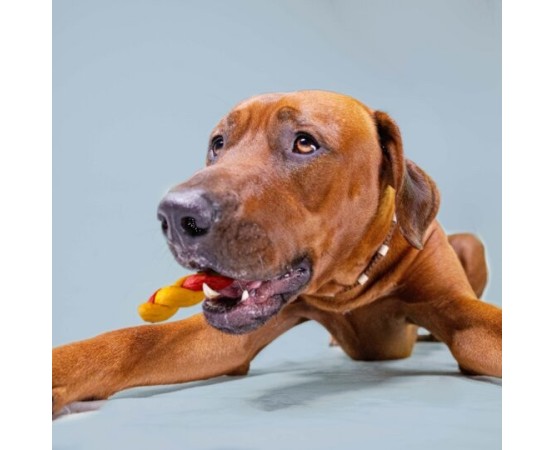 Recompense pentru caini Wonder Snaxx Mini Braid alune si mere