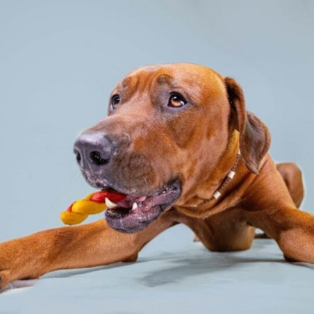 Recompense pentru caini Wonder Snaxx Mini Braid alune si mere