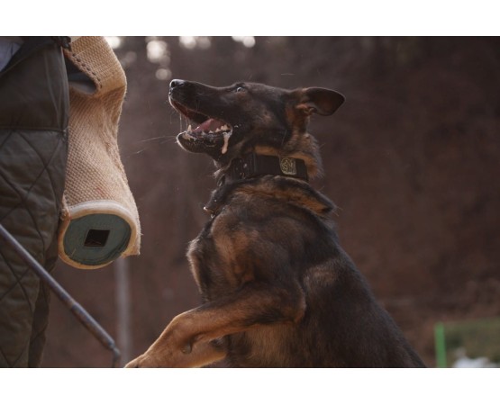 Zgarda tactica Cobra Euro Joe XL