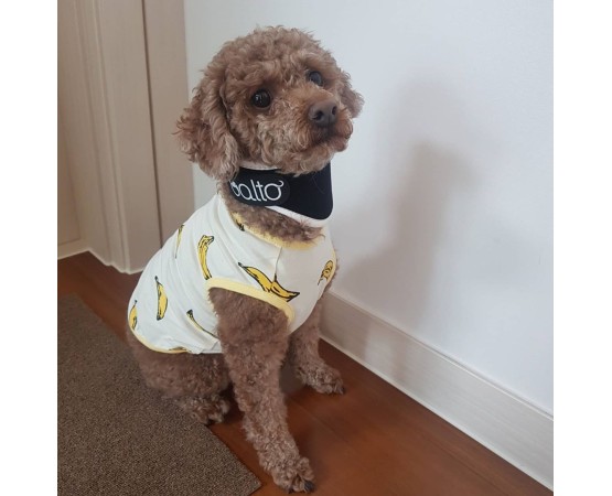 Dispozitiv profesional anti-lins  Balto Neck Black Eco pentru caini si pisici