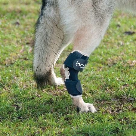 Dispozitiv profesional stabilizator cot pentru caini Balto Hock