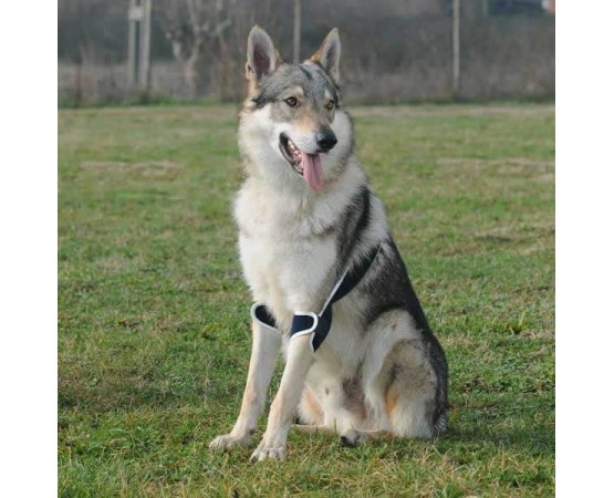 Dispozitiv profesional dublu cot caini Balto Double Elbow Soft Plus