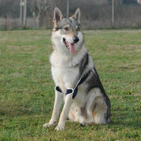 Dispozitiv profesional dublu cot caini Balto Double Elbow Soft Plus