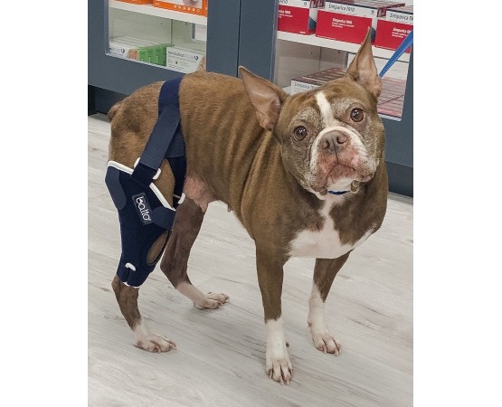 Dispozitiv profesional pentru stabilitate cot spate caini Balto Jump