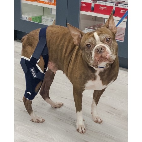 Dispozitiv profesional pentru stabilitate cot spate caini Balto Jump