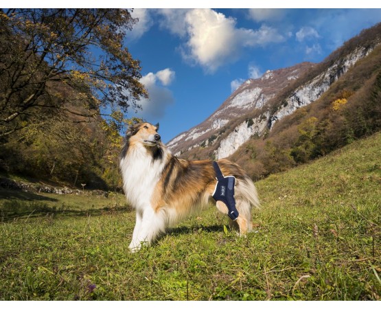 Dispozitiv profesional pentru stabilitate cot spate caini Balto Jump