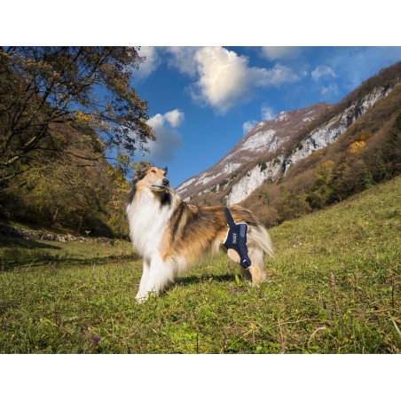 Dispozitiv profesional pentru stabilitate cot spate caini Balto Jump