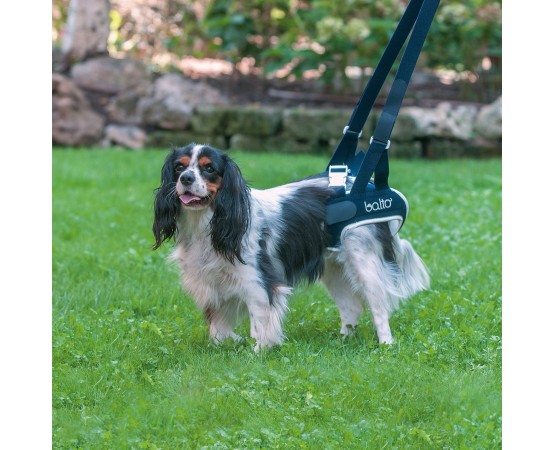 Dispozitiv profesional displazie de sold caini Balto UP