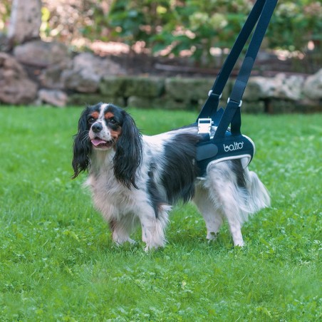 Dispozitiv profesional displazie de sold caini Balto UP