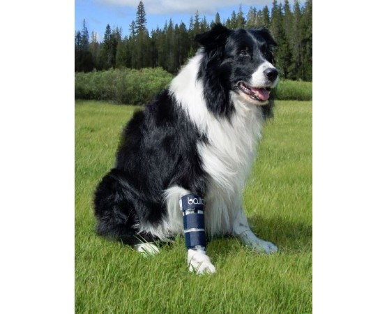 Dispozitiv profesional pentru fracturi fata caini Balto Bone