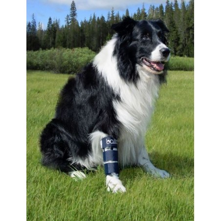 Dispozitiv profesional pentru fracturi fata caini Balto Bone