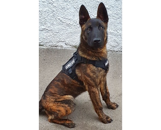 Ham tactic Cobra Euro Joe M