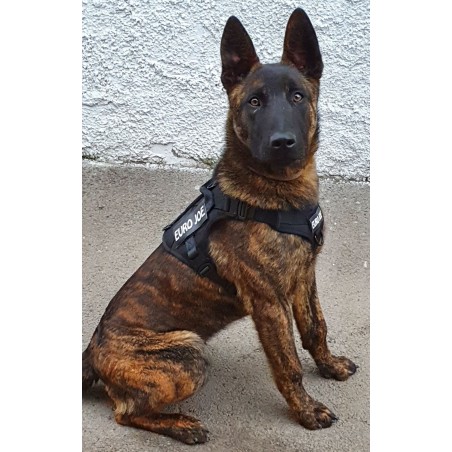 Ham tactic Cobra Euro Joe M