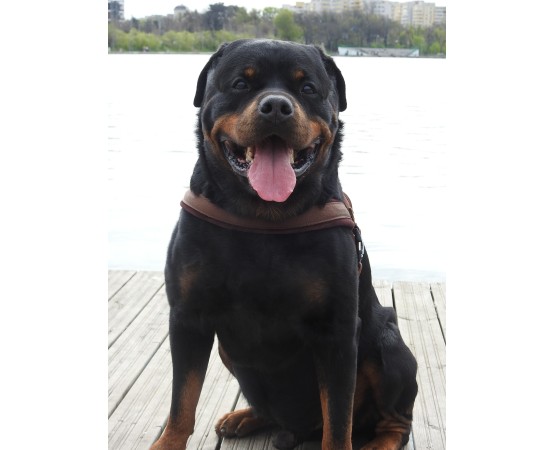 Ham de lucru pentru caini