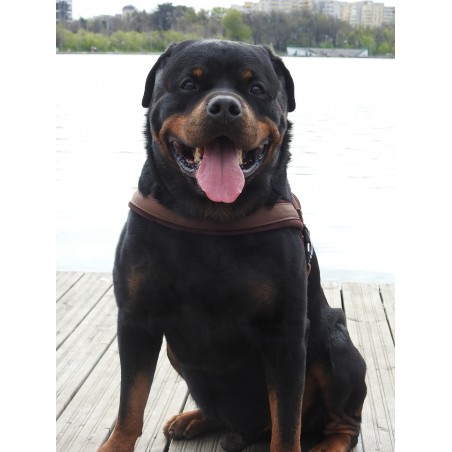 Ham de lucru pentru caini