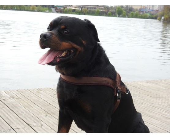 Ham de lucru pentru caini