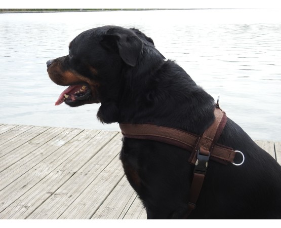 Ham de lucru pentru caini