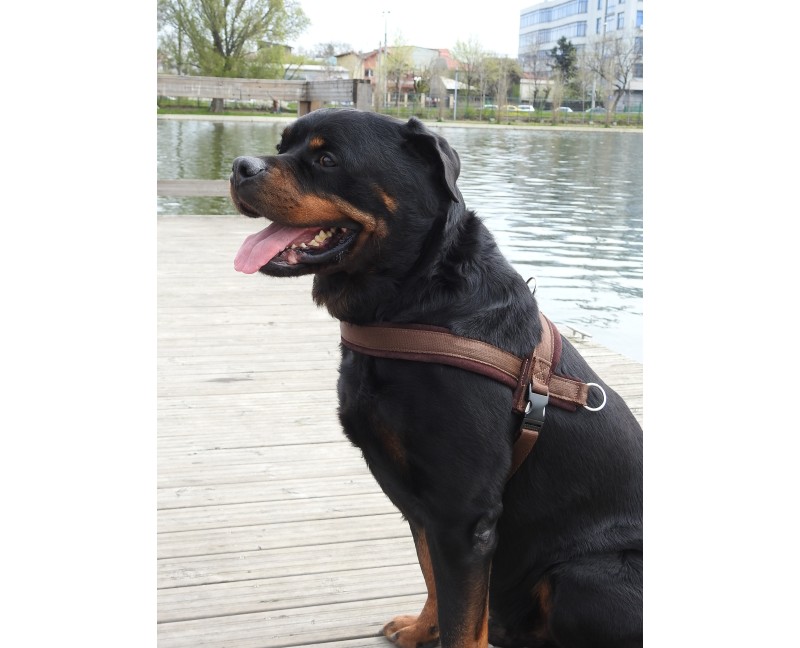 Ham de lucru pentru caini