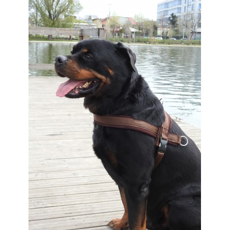 Ham de lucru pentru caini