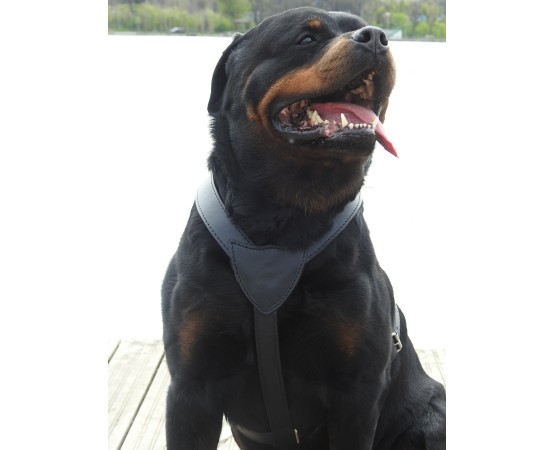 Ham din piele naturala pentru caini