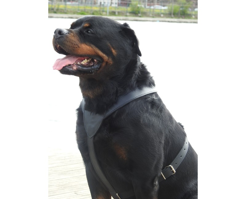 Ham din piele naturala pentru caini