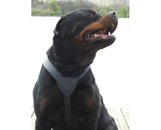 Ham din piele naturala pentru caini