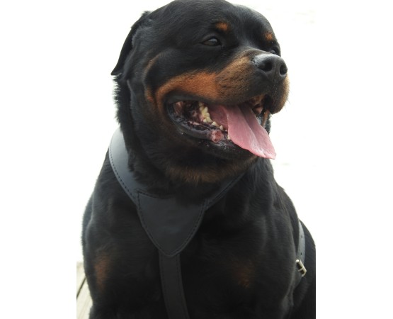 Ham din piele naturala pentru caini