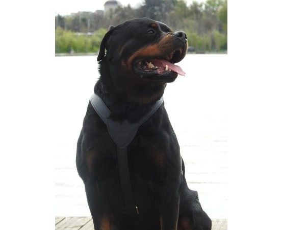 Ham din piele naturala pentru caini