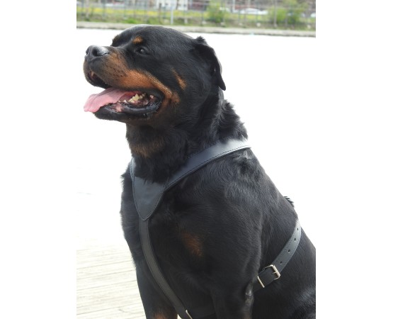 Ham din piele naturala pentru caini