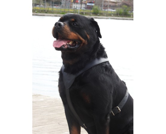 Ham din piele naturala pentru caini