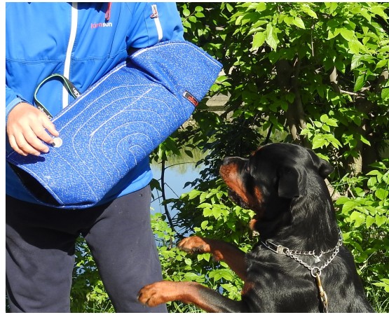 Manson ABC Sport Klin pentru caini tineri