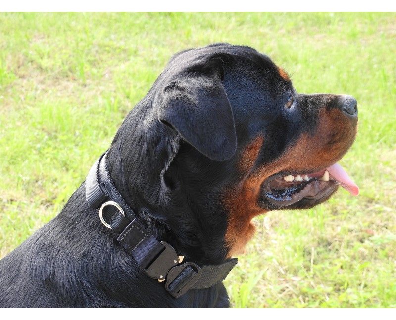 Zgarda profesionala Cobra ABC Sport Klin Germany pentru caini