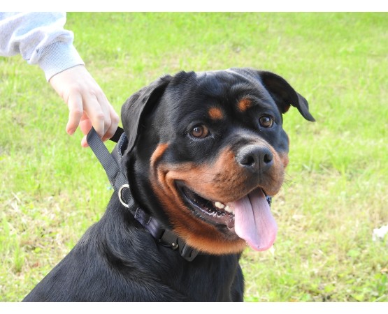 Zgarda profesionala Cobra ABC Sport Klin Germany pentru caini