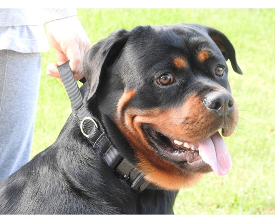 Zgarda profesionala Cobra ABC Sport Klin Germany pentru caini