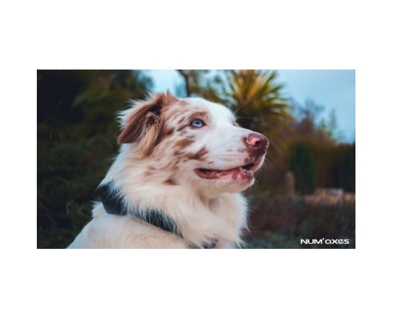 Zgarda electronica Canicom Voice pentru dresaj canin